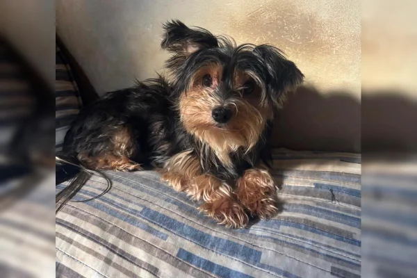 A cadela Pérola desapareceu no início de julho