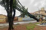 Assis foi uma das cidades mais castigadas pelo temporal deste domingo (2/11) no interior de SP
