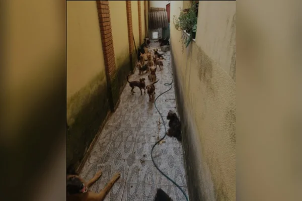 Cães que comiam fezes e resto de ração são resgatados e homem é preso