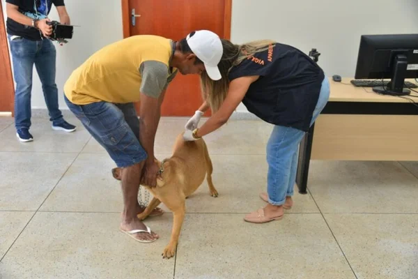 Aparecida (GO) terá vacinação itinerante contra raiva em cães e gatos
