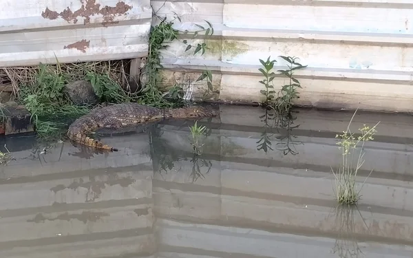 Jacaré é encontrado em estação ferroviária em Bebedouro