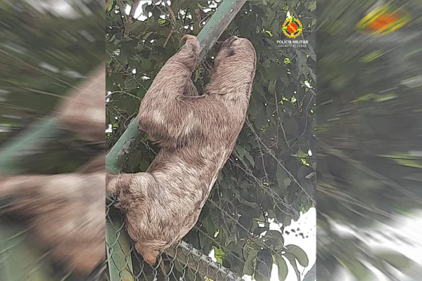 Preguiça na volta às aulas: PM resgata animal em cerca de escola no DF