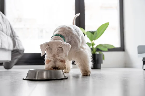 Cachorro branco comendo em pote de ração prata