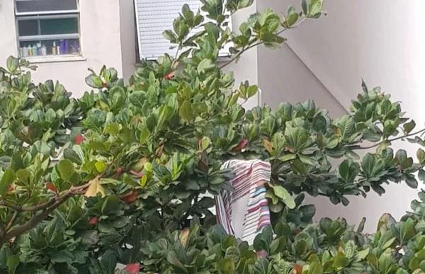 Tapete voa e fica preso em árvore (1)