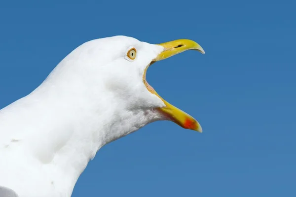 Gaivotas fazem idosa de 80 anos refém por três dias