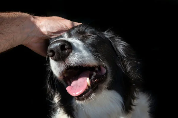 cachorro recebendo carinho na cabeça