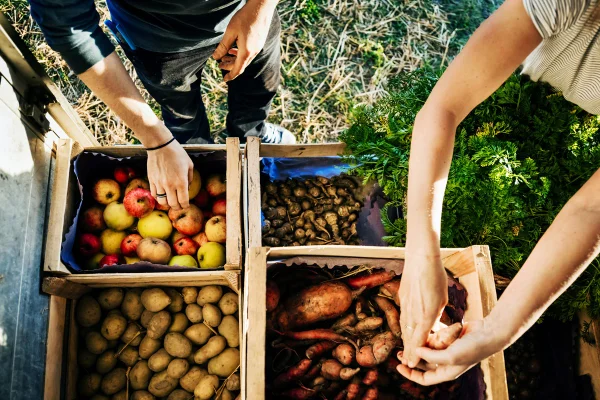 Um casal de agricultores urbanos organizando caixas de frutas e vegetais recém-colhidos em um caminhão, prontos para levá-los ao mercado. Alimentos organicos. Metrópoles