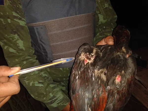 Cinco pessoas são presas e oito animais resgatados em rinha de galo no MT