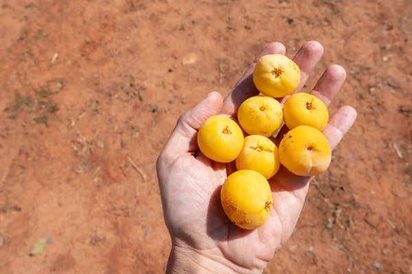 Foto mostra furtos de cagaita na mão de um homem - fruta do cerrado