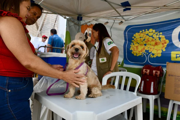 Cachorro em cima de uma mesa - Metrópoles