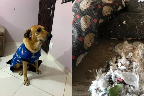 Cachorro Rock rasgou sua cama e revelou que absorventes usados substituíam a espuma