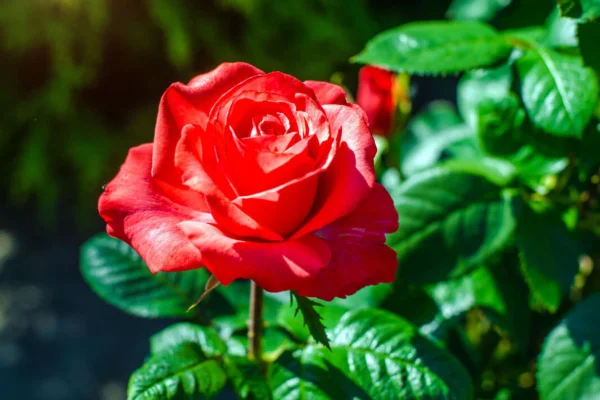 Flor rosa vermelha