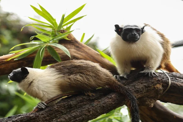 Zoo abre enquete para escolha de nomes de filhotes de sauim-de-coleira