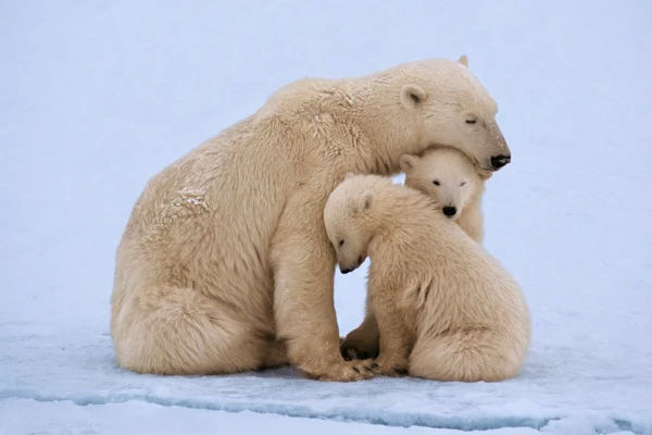 Imagem mostra um urso polar com seus dois filhotes - Metrópoles