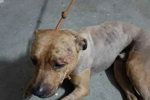 Presos em rinha de cães são levados para custódia por maus-tratos