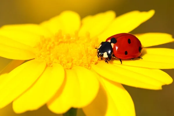 Foto de joaninha em flor amarela - Metrópoles
