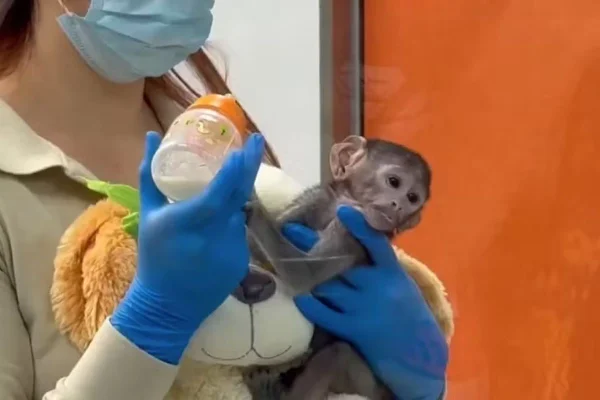 Macaco rejeitado pela mãe adota pelúcia como família em zoológico
