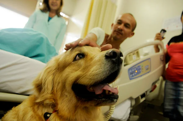 Pet terapia. Cachorros visitam pacientes do Hospital de Apoio