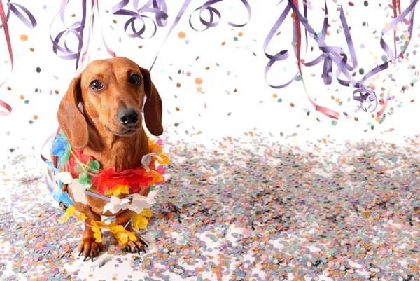 Carnaval, cachorro