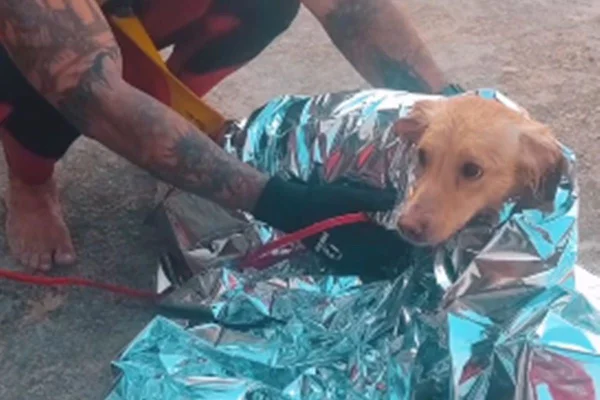 Bombeiros resgatam cachorro caramelo em São Vicente - Metrópoles