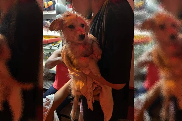 Cachorrinho é salvo de incêndio