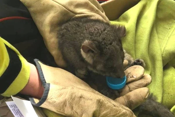 Mais de um bilhão de animais morreram em incêndios na Austrália