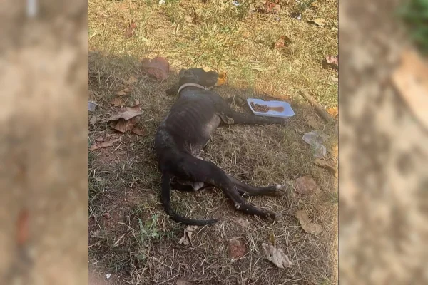 Imagem colorida de cachorro resgatado em péssimas condiçõesa