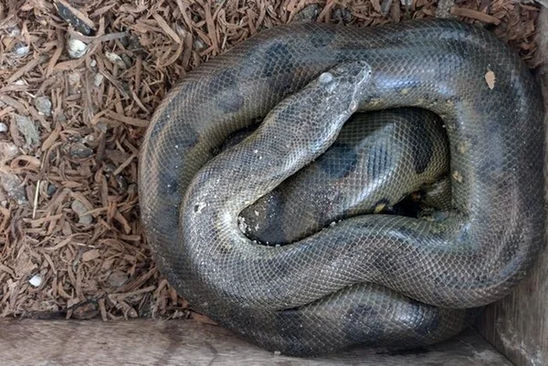 Imagem colorida de cobra sucuri enrolada - Metrópoles