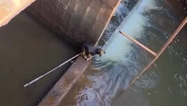 Salvamento de cachorro em MG