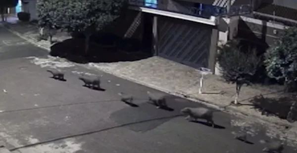 Vídeo: moradora flagra “desfile” de capivaras em Ribeirão Preto