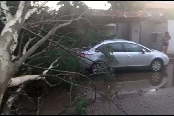 Vídeo: após chuva forte, árvore cai, derruba poste e danifica carros no DF