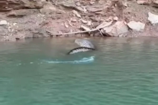 cobra sucuri lago corumba caldas novas