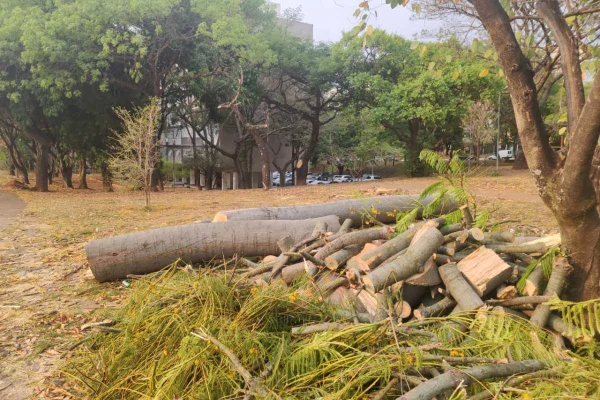 Novacap derrubou 8,2 mil árvores no DF em 2020. Entenda os motivos