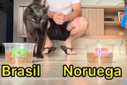 Gatinho Milu faz previsão para a partida entre Brasil e Noruega Gatinho Milu faz previsão para a partida entre Brasil e Noruega