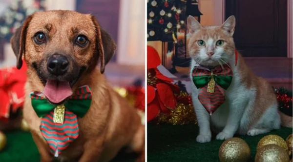 “Me leva pra casa”: animais resgatados em Brumadinho ganham ensaio