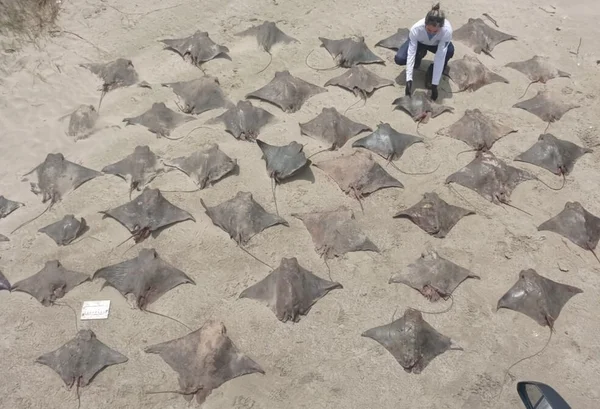 Mais de 50 raias e tubarões mortos surgem na praia em Peruíbe (SP)
