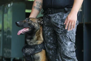 De faro fino à mordida brava: conheça a “tropa canina” da PM paulista