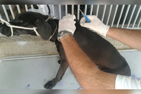 cachorro recebendo microchip
