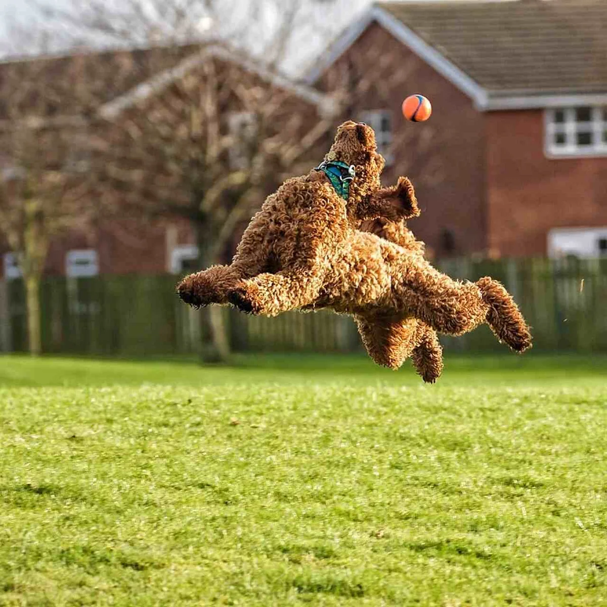 'Mantenha seu olho na bola', finalista do Comedy Pet Photo Awards — Foto: Gill Woodcock/Comedy Pets 'Mantenha seu olho na bola', finalista do Comedy Pet Photo Awards — Foto: Gill Woodcock/Comedy Pets