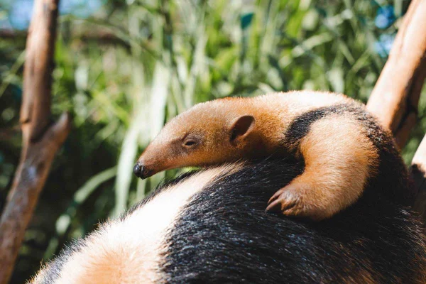 Paçoca é a nova tamanduá-mirim do Zoo de Brasília