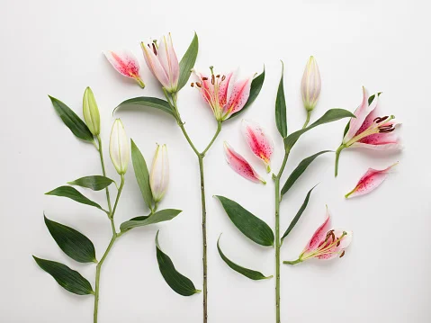 5 plantas que florescem nesta estação para colorir e perfumar sua casa