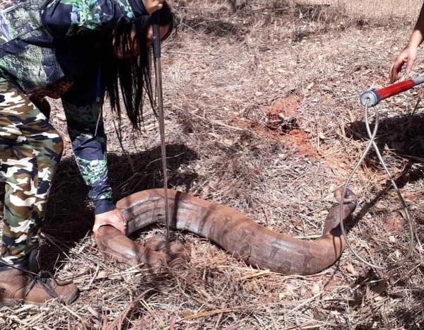 cobra 70kg goiás