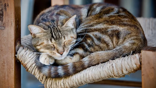 País cria lei que proíbe deixar gatos sozinhos por longos períodos