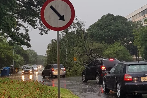 Forte chuva derruba árvores na Asa Sul nesta sexta-feira (22/12)