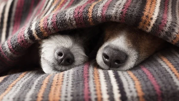 Dois cães com o focinho para fora de um cobertor colorido dormem - Metrópoles