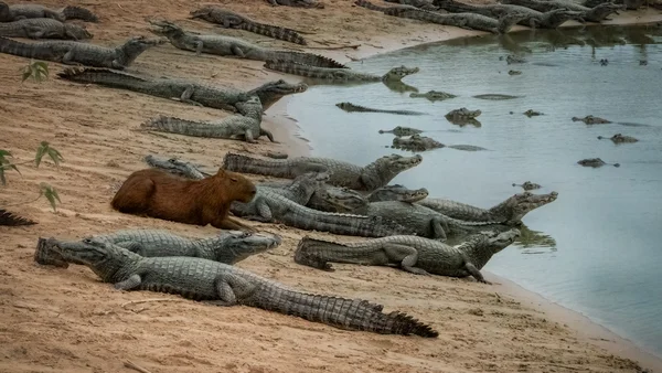 capivara e jacarés