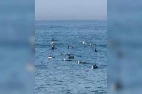 Imagem colorida, pinguins e botos em praia de Santa Catarina - Metrópoles