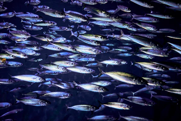 Foto de cardume de peixes migratórios