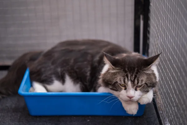 gato na caixa de areia