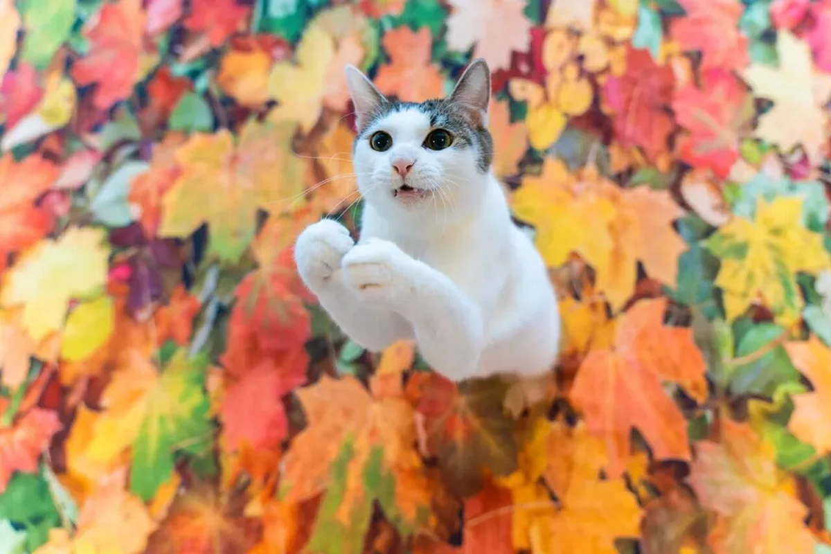 'Apareceu', finalista do Comedy Pet Photo Awards — Foto: Kazutoshi Ono/Comedy Pets 'Apareceu', finalista do Comedy Pet Photo Awards — Foto: Kazutoshi Ono/Comedy Pets